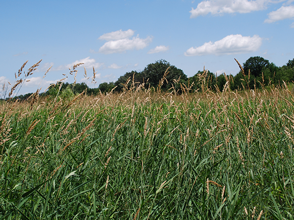 image of reed canary grass growing in a field