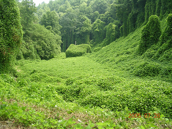 image of overgrown Kudzu plant