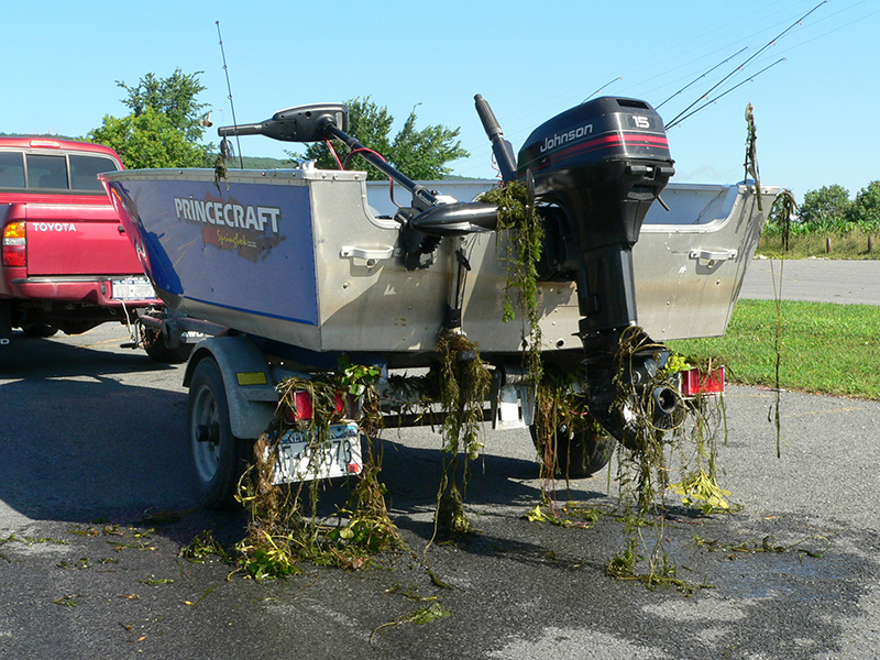 image of an aquatic invasive plant caught on a boat trailer and engine
