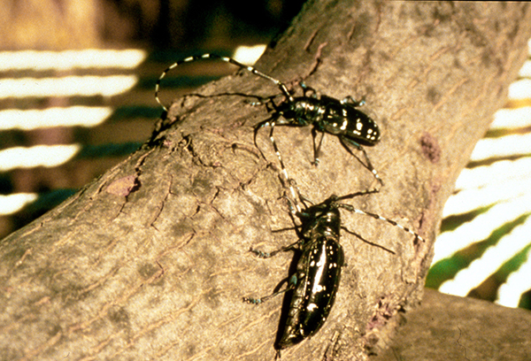 image of an asian longhorned beetle