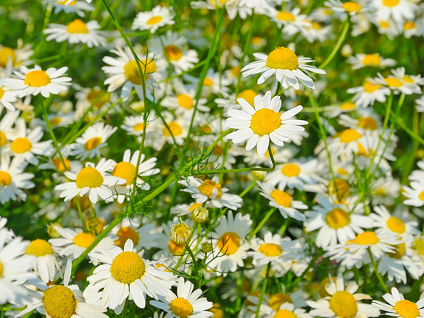 image of scentless chamomile flowers growing in a field