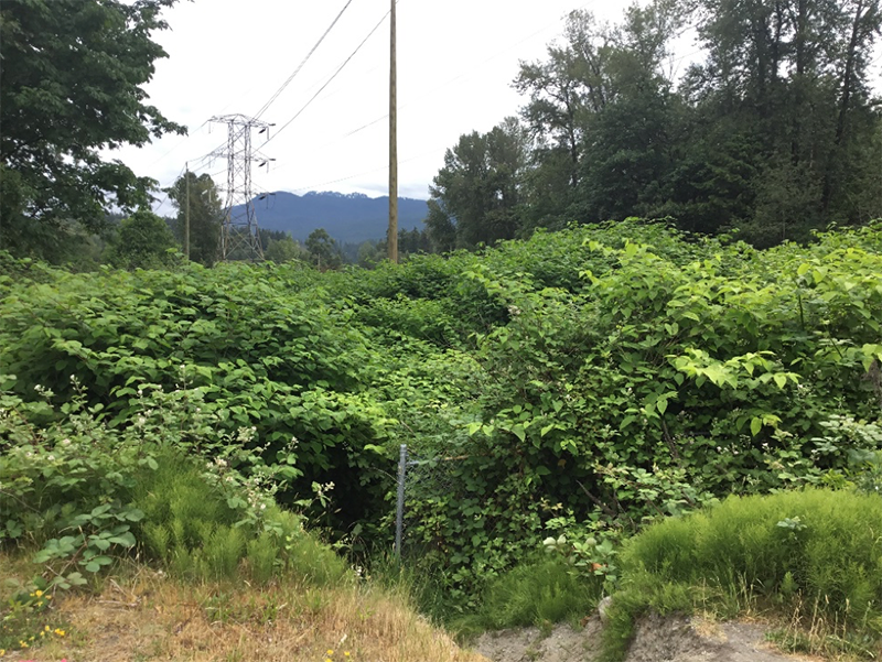 image of large knotweed plants growing by the side of the road