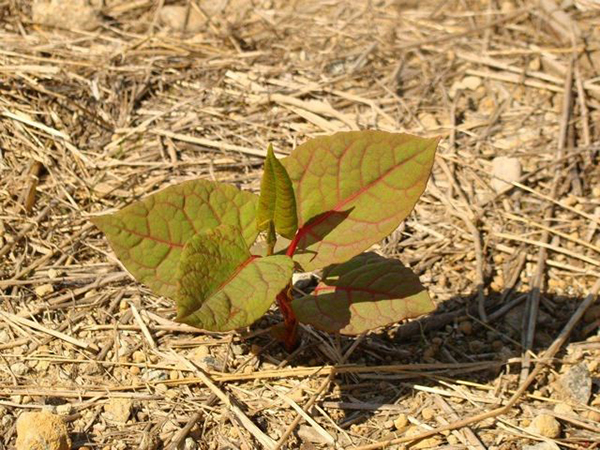 image of a knotweed sprout
