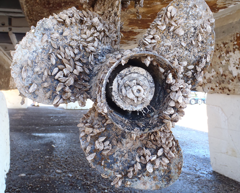 image of a cluster of zebra mussels attached to a boat propeller