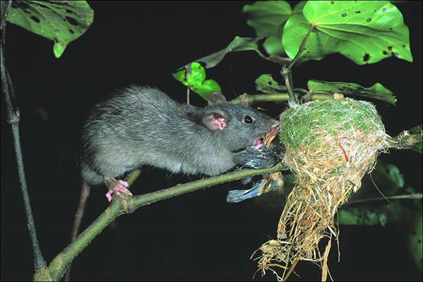image of rat predating a songbird in nest
