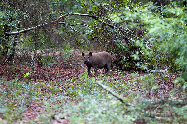 image of Feral pigs