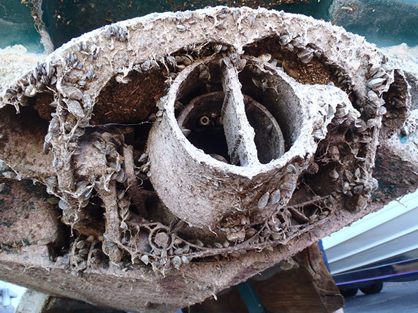 image of boat engine impacted by invasive mussels