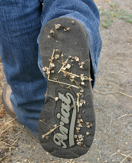 image of puncturevine lodged in the rubber soles of a persons shoes
