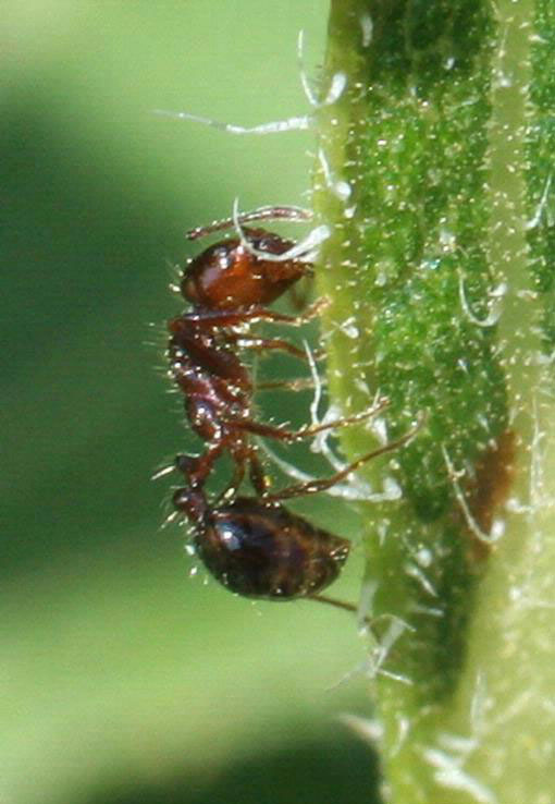image of European fire ant