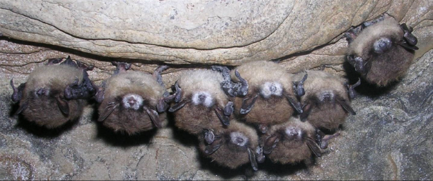 image of brown bats with white-nose syndrome