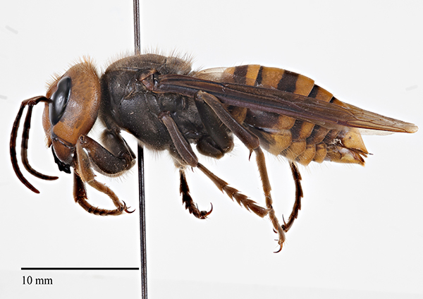 image of an asian giant hornet specimen