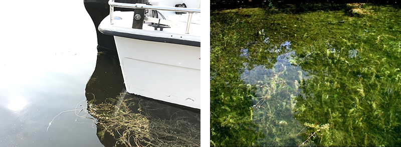image of a boat ensnared in watermilfoil plant