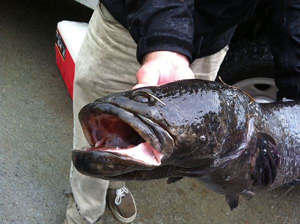 image of a snakehead fish
