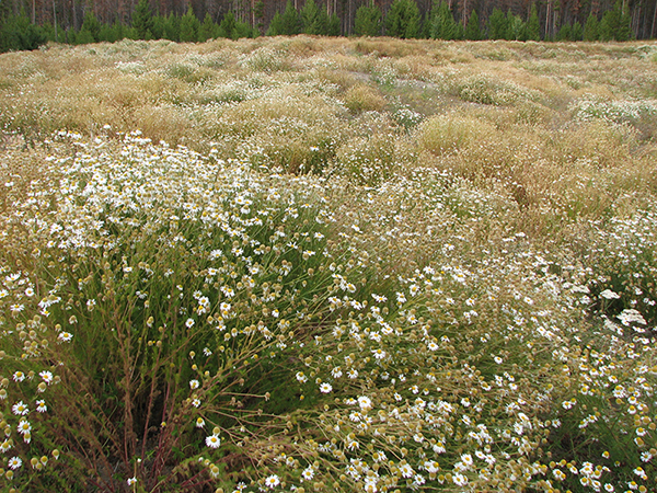a dense infestation of scentless chamomile