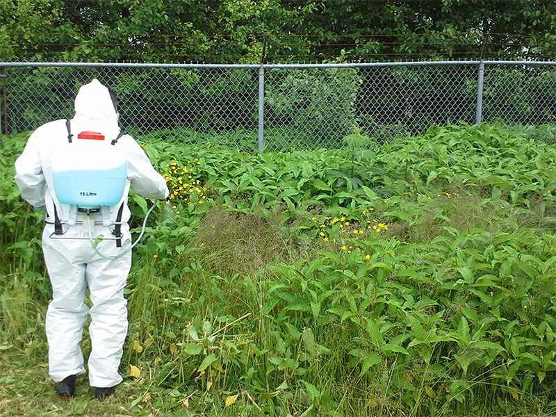 image of person in hazmat suit using foliar spray of herbicide for treatment of Himalayan knotweed