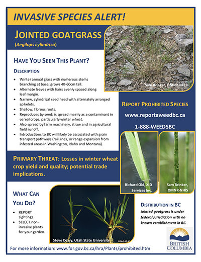image of jointed goat grass alert